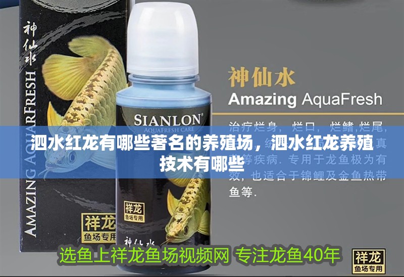 <strong><mark>泗水</mark></strong>紅龍有哪些著名的養(yǎng)殖場，<strong><mark>泗水</mark></strong>紅龍養(yǎng)殖技術有哪些