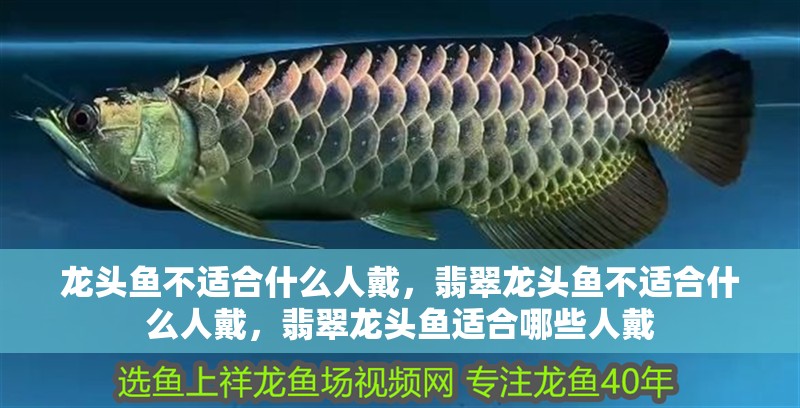 龍頭魚不適合什么人戴，翡翠龍頭魚不適合什么人戴，翡翠龍頭魚適合哪些人戴