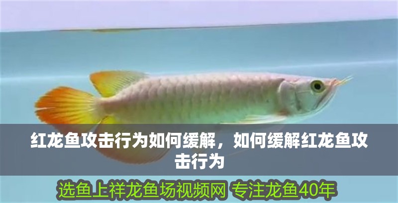 紅龍魚攻擊行為如何緩解，如何緩解紅龍魚攻擊行為