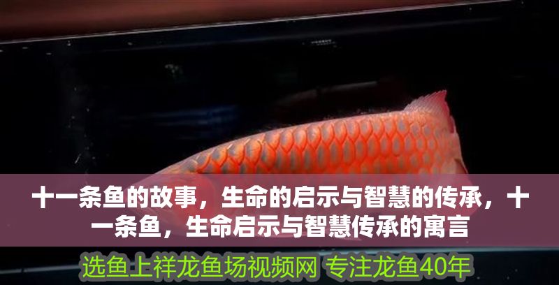 十一條魚的故事，生命的啟示與智慧的傳承，十一條魚，生命啟示與智慧傳承的寓言
