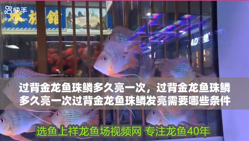 過(guò)背金龍魚(yú)珠鱗多久亮一次，過(guò)背金龍魚(yú)珠鱗多久亮一次過(guò)背金龍魚(yú)珠鱗發(fā)亮需要哪些條件