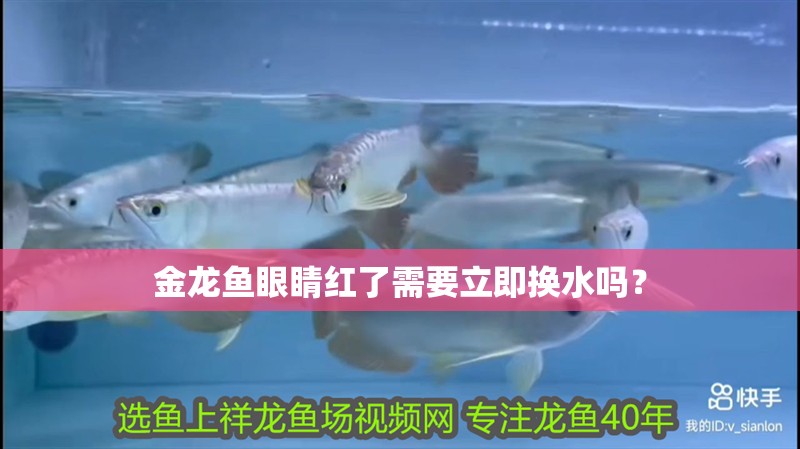 金龍魚眼睛紅了需要立即換水嗎？