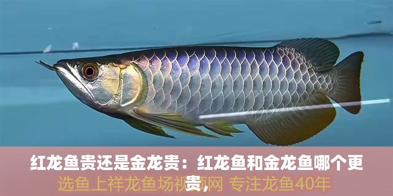 紅龍魚貴還是金龍貴：紅龍魚和金龍魚哪個更貴，
