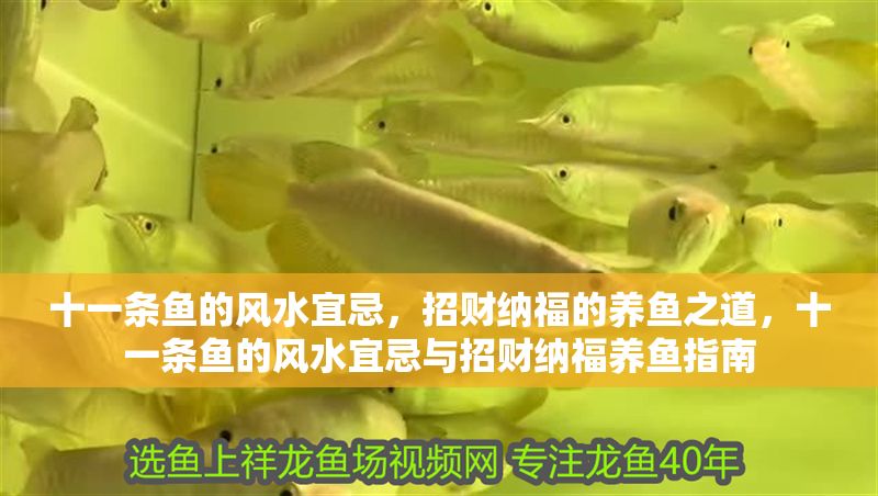 十一條魚的風(fēng)水宜忌，招財(cái)納福的養(yǎng)魚之道，十一條魚的風(fēng)水宜忌與招財(cái)納福養(yǎng)魚指南