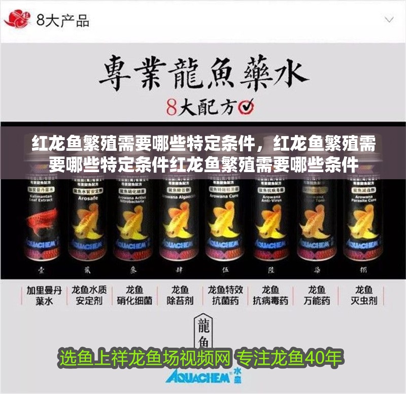紅龍魚繁殖需要哪些特定條件，紅龍魚繁殖需要哪些特定條件紅龍魚繁殖需要哪些條件