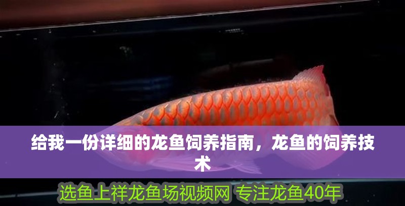 給我一份詳細的龍魚飼養指南，龍魚的飼養技術 給我一份詳細的龍魚飼養指南，龍魚的飼養技術 龍魚百科