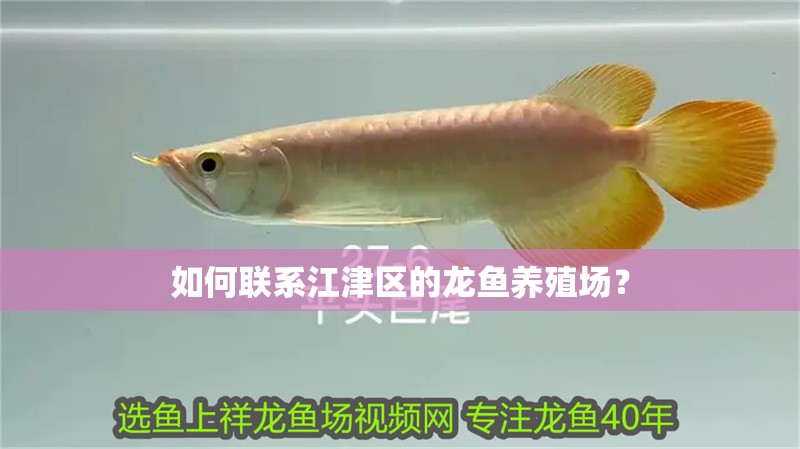 如何聯系江津區的龍魚養殖場？