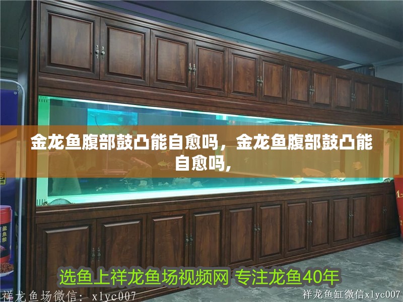 金龍魚腹部鼓凸能自愈嗎，金龍魚腹部鼓凸能自愈嗎,