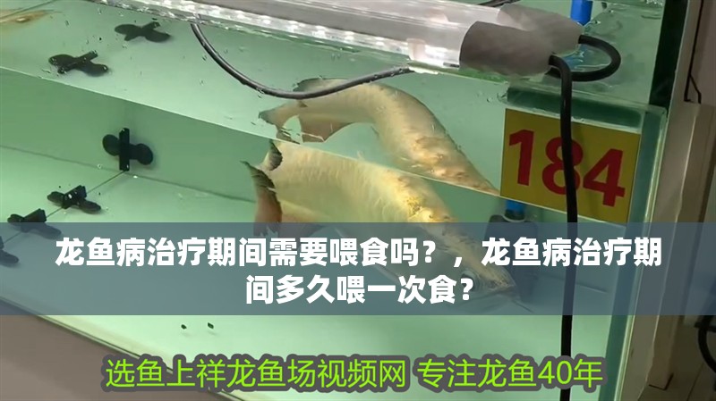 龍魚病治療期間需要喂食嗎？，龍魚病治療期間多久喂一次食？