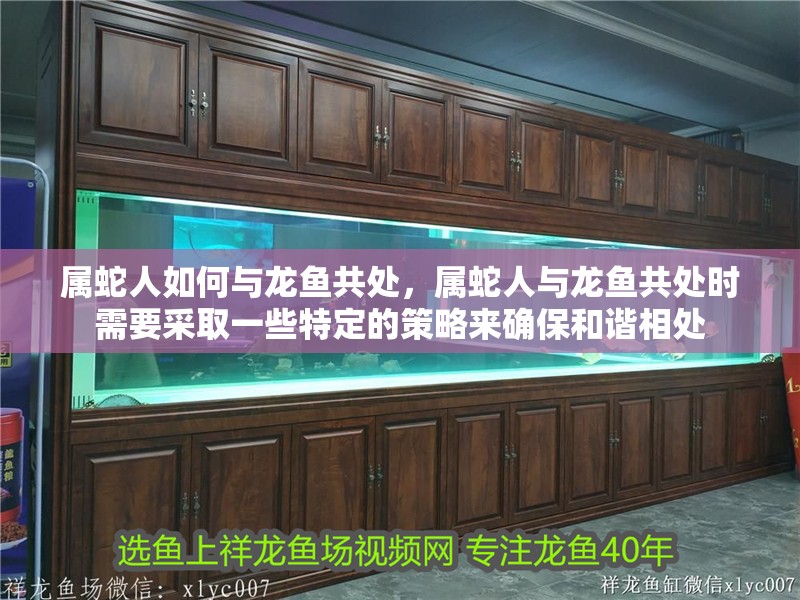 屬蛇人如何與龍魚共處，屬蛇人與龍魚共處時需要采取一些特定的策略來確保和諧相處