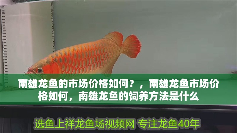 南雄龍魚的市場價格如何？，南雄龍魚市場價格如何，南雄龍魚的飼養方法是什么
