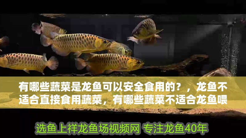 有哪些蔬菜是龍魚可以安全食用的？，龍魚不適合直接食用蔬菜，有哪些蔬菜不適合龍魚喂食