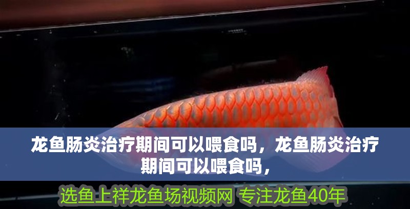 龍魚腸炎治療期間可以喂食嗎，龍魚腸炎治療期間可以喂食嗎，