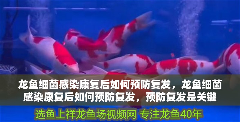 龍魚細菌感染康復后如何預防復發，龍魚細菌感染康復后如何預防復發，預防復發是關鍵