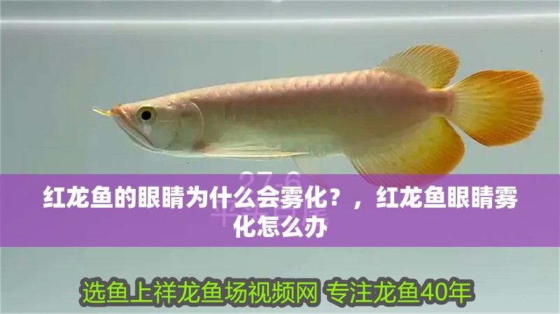 魚缸造景先放沙還是先放水(魚缸造景先鋪沙還是先放石頭) 紅龍魚的眼睛為什么會霧化?,紅龍魚眼睛霧化怎么辦 龍魚百科 紅龍魚的眼睛為什么會霧化?,紅龍魚眼睛霧化怎么辦 紅龍魚的眼睛為什么會霧化?,紅龍魚眼睛霧化怎么辦 龍魚百科