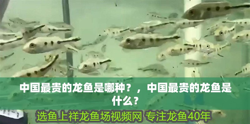 中國最貴的龍魚是哪種？，中國最貴的龍魚是什么？