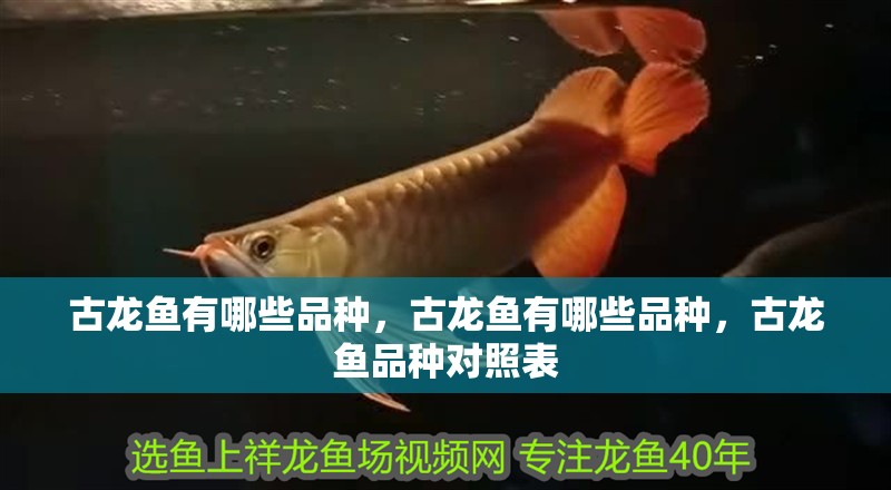 古龍魚有哪些品種，古龍魚有哪些品種，古龍魚品種對照表