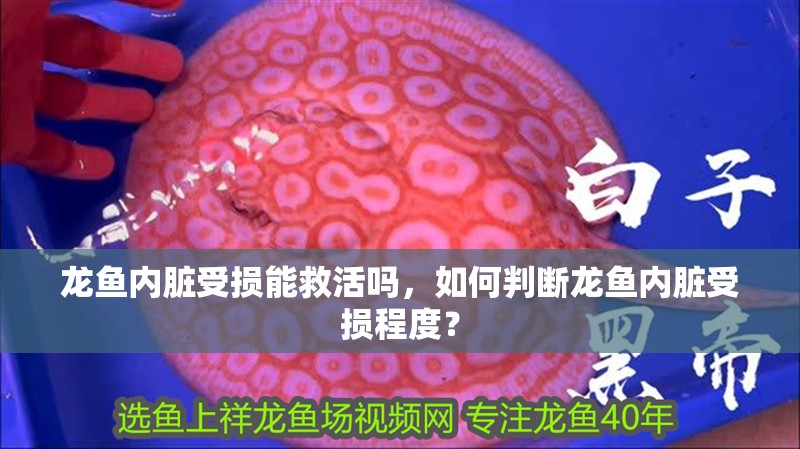 龍魚(yú)內(nèi)臟受損能救活嗎，如何判斷龍魚(yú)內(nèi)臟受損程度？