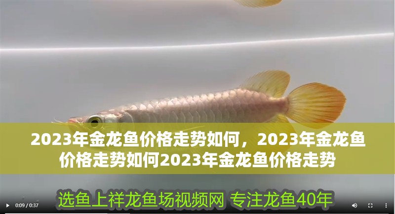 2023年金龍魚價(jià)格走勢如何，2023年金龍魚價(jià)格走勢如何2023年金龍魚價(jià)格走勢