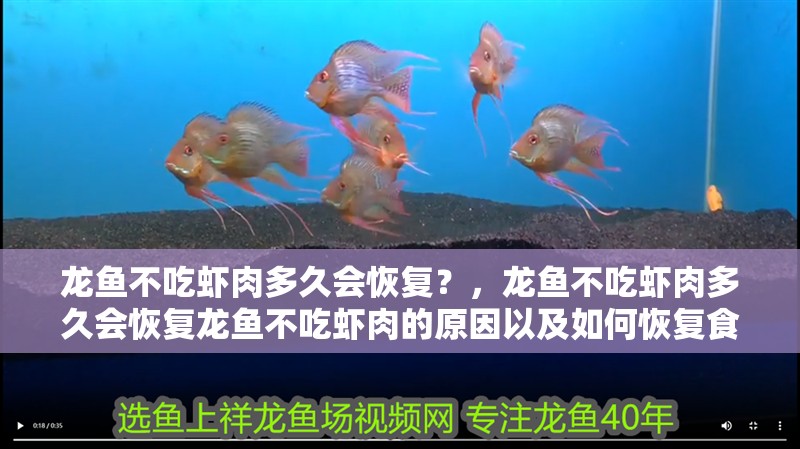 龍魚不吃蝦肉多久會恢復？，龍魚不吃蝦肉多久會恢復龍魚不吃蝦肉的原因以及如何恢復食欲