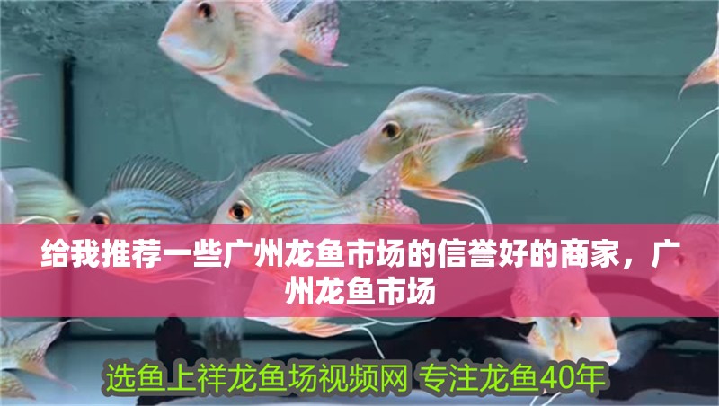 給我推薦一些廣州龍魚市場的信譽好的商家，廣州龍魚市場