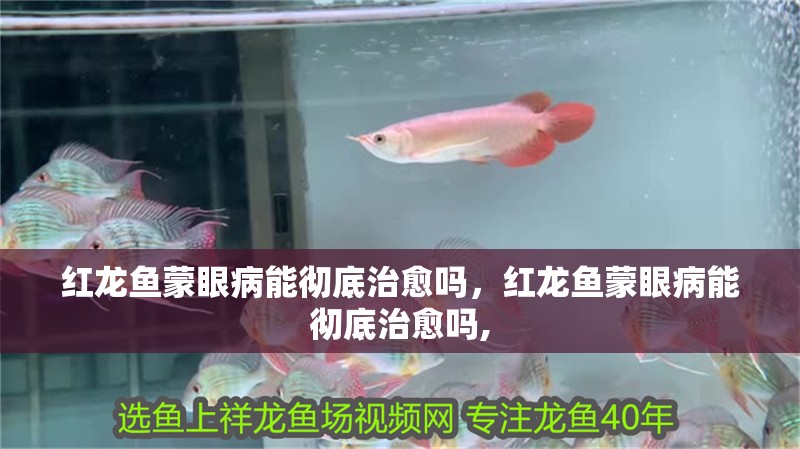 紅龍魚蒙眼病能徹底治愈嗎，紅龍魚蒙眼病能徹底治愈嗎,