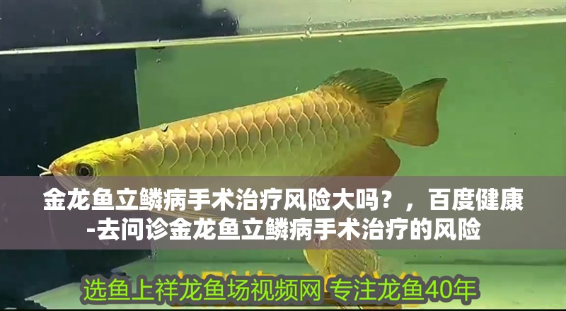 金龍魚立鱗病手術治療風險大嗎？，百度健康-去問診金龍魚立鱗病手術治療的風險