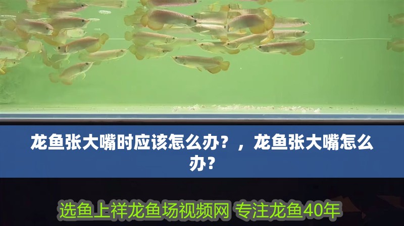龍魚(yú)張大嘴時(shí)應(yīng)該怎么辦？，龍魚(yú)張大嘴怎么辦？