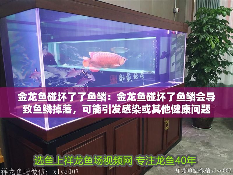 金龍魚碰壞了了魚鱗：金龍魚碰壞了魚鱗會導致魚鱗掉落，可能引發感染或其他健康問題