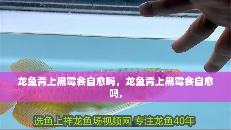 龍魚背上黑霉會自愈嗎，龍魚背上黑霉會自愈嗎,