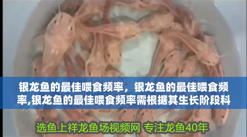 銀龍魚的最佳喂食頻率，銀龍魚的最佳喂食頻率,銀龍魚的最佳喂食頻率需根據(jù)其生長階段科學(xué)調(diào)整
