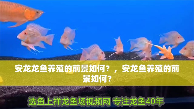 安龍龍魚養殖的前景如何？，安龍魚養殖的前景如何？ 安龍龍魚養殖的前景如何？，安龍魚養殖的前景如何？ 龍魚百科