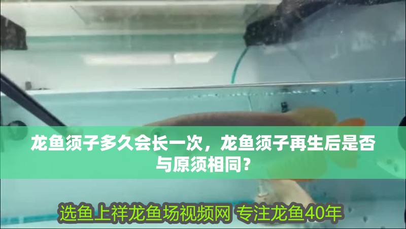 龍魚須子多久會長一次，龍魚須子再生后是否與原須相同？