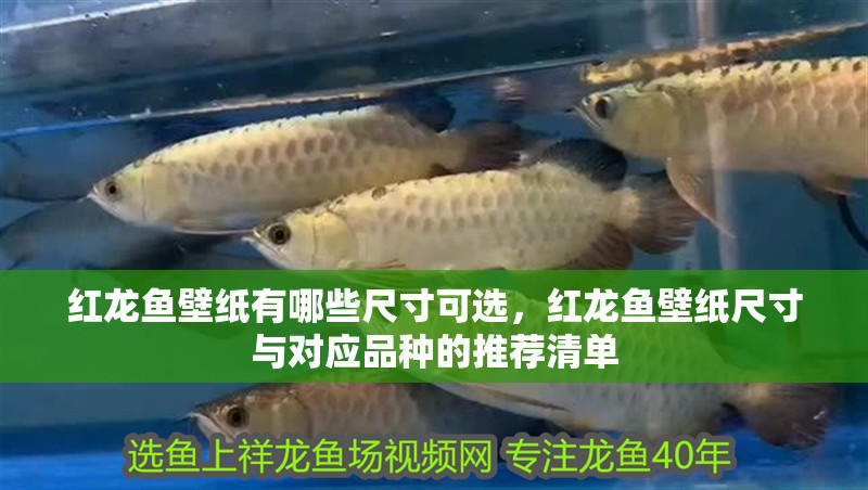 紅龍魚壁紙有哪些尺寸可選，紅龍魚壁紙尺寸與對應品種的推薦清單