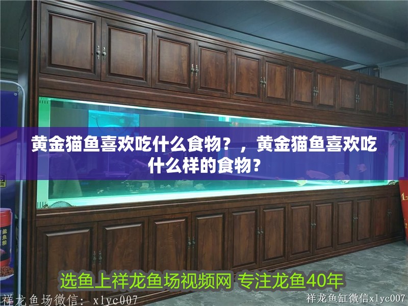 黃金貓魚喜歡吃什么食物？，黃金貓魚喜歡吃什么樣的食物？