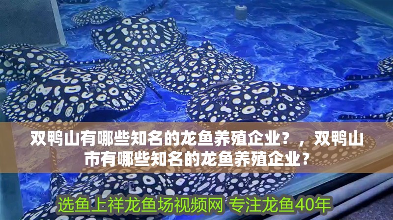 雙鴨山有哪些知名的龍魚養殖企業？，雙鴨山市有哪些知名的龍魚養殖企業？