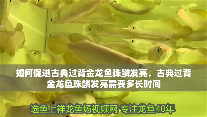 如何促進古典過背金龍魚珠鱗發亮，古典過背金龍魚珠鱗發亮需要多長時間