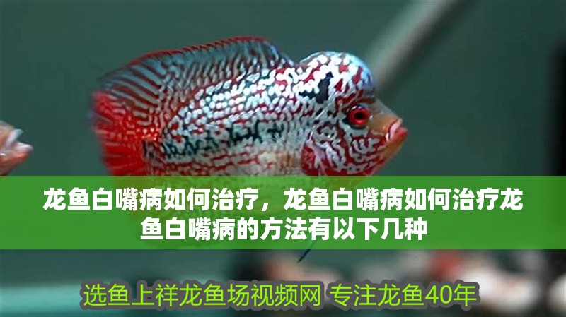 龍魚白嘴病如何治療，龍魚白嘴病如何治療龍魚白嘴病的方法有以下幾種