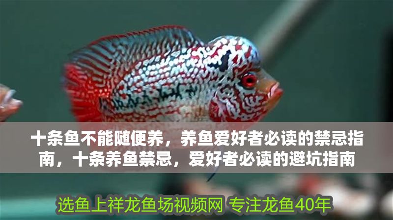十條魚不能隨便養，養魚愛好者必讀的禁忌指南，十條養魚禁忌，愛好者必讀的避坑指南