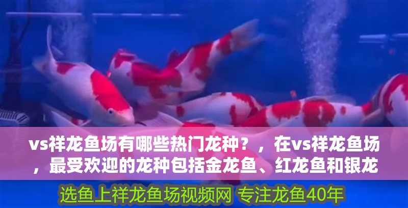 vs祥龍魚場(chǎng)有哪些熱門龍種？，在vs祥龍魚場(chǎng)，最受歡迎的龍種包括金龍魚、紅龍魚和銀龍魚