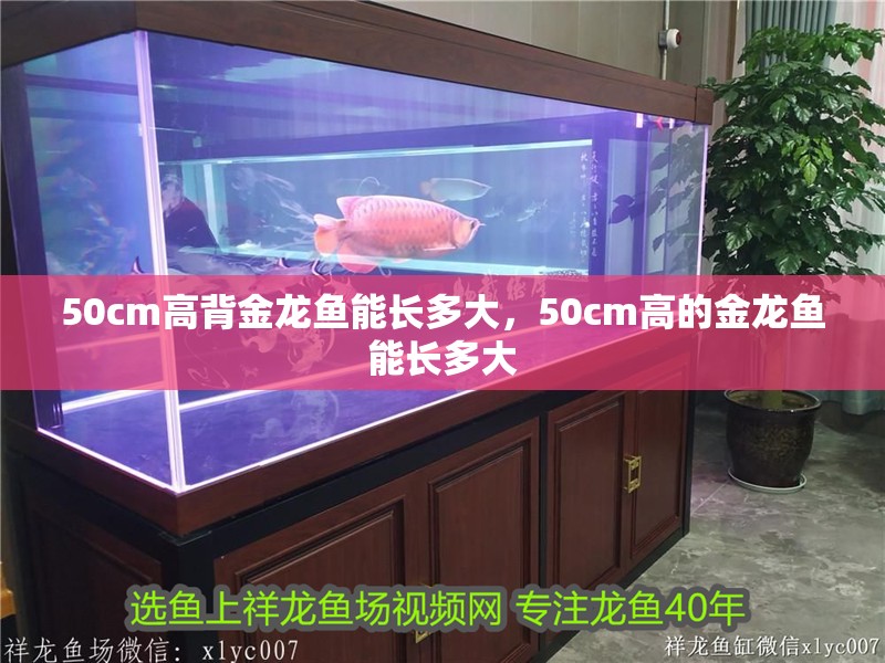 50cm高背金龍魚能長多大，50cm高的金龍魚能長多大