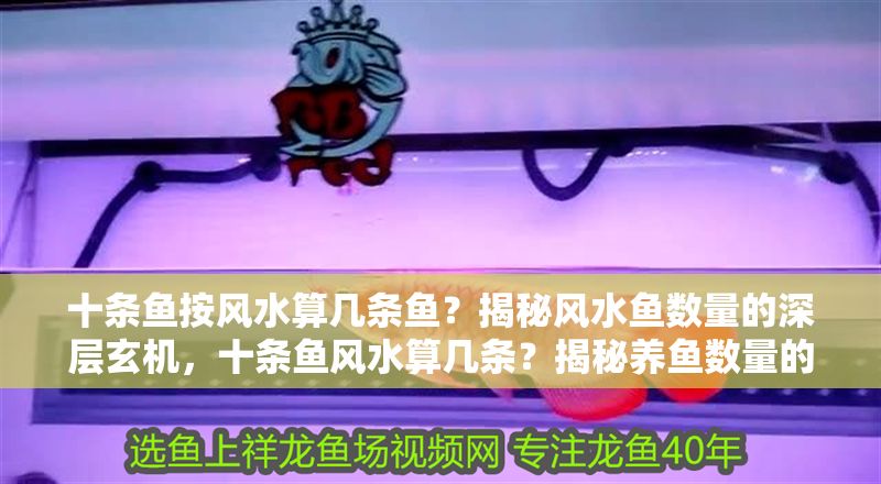 十條魚按風(fēng)水算幾條魚？揭秘風(fēng)水魚數(shù)量的深層玄機，十條魚風(fēng)水算幾條？揭秘養(yǎng)魚數(shù)量的吉兇玄機