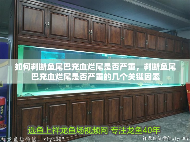 如何判斷魚尾巴充血爛尾是否嚴重，判斷魚尾巴充血爛尾是否嚴重的幾個關鍵因素