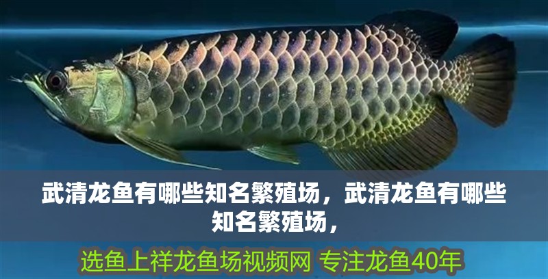 武清龍魚有哪些知名繁殖場，武清龍魚有哪些知名繁殖場，
