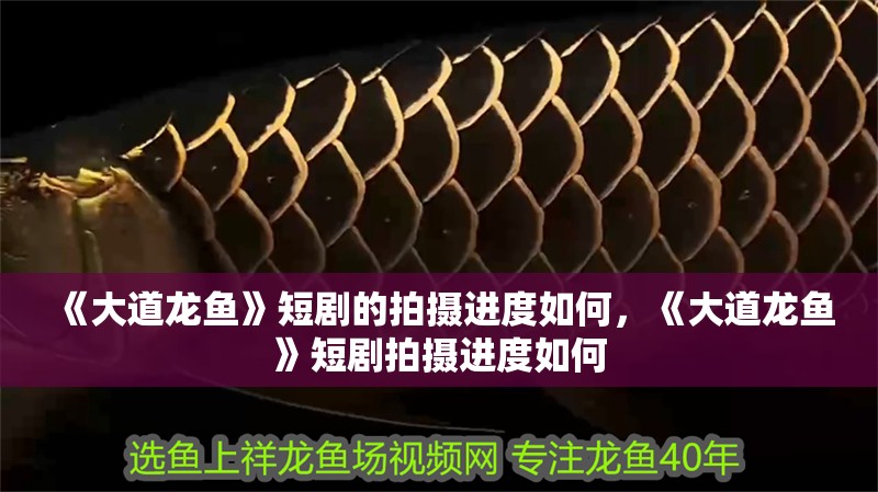《大道龍魚》短劇的拍攝進度如何，《大道龍魚》短劇拍攝進度如何