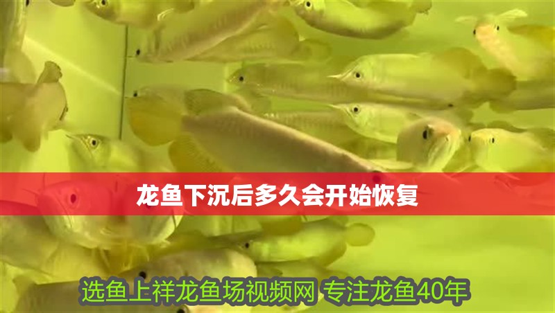 龍魚下沉后多久會開始恢復