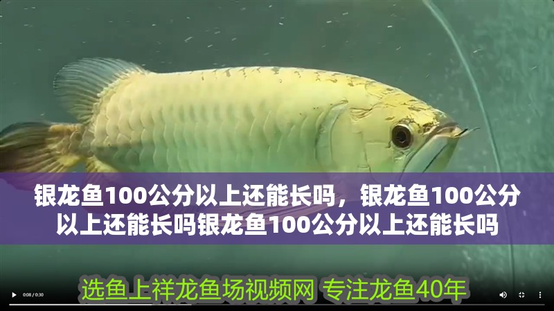 銀龍魚100公分以上還能長嗎，銀龍魚100公分以上還能長嗎銀龍魚100公分以上還能長嗎