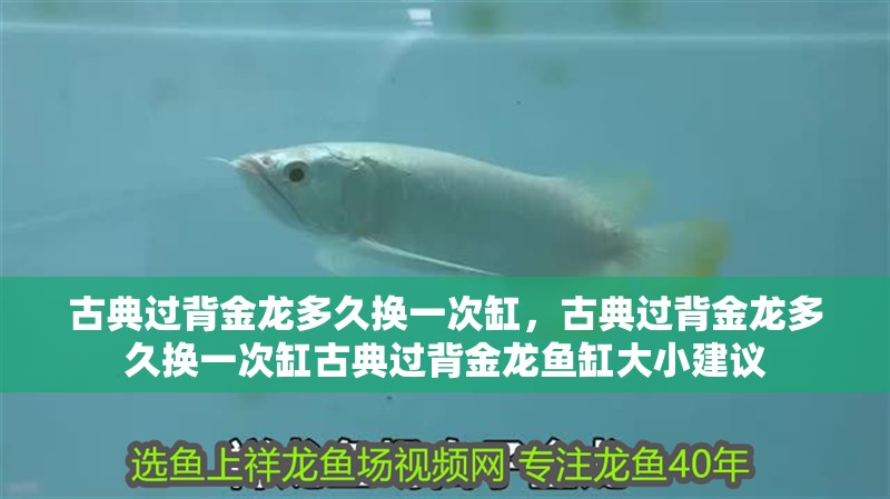 古典過背金龍多久換一次缸，古典過背金龍多久換一次缸古典過背金龍魚缸大小建議