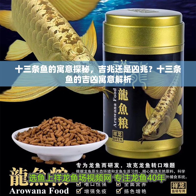 十三條魚的寓意探秘，吉兆還是兇兆？十三條魚的吉兇寓意解析 十三條魚的寓意探秘，吉兆還是兇兆？十三條魚的吉兇寓意解析 龍魚百科 第1張