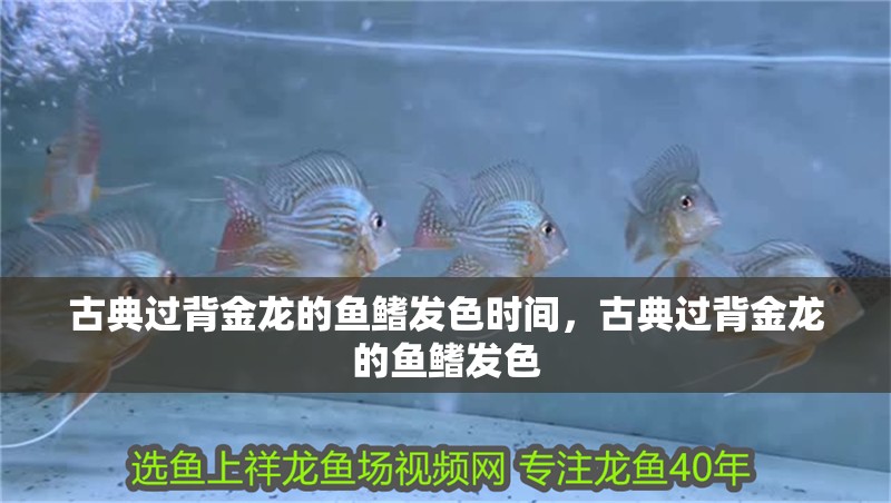 古典過背金龍的魚鰭發色時間，古典過背金龍的魚鰭發色